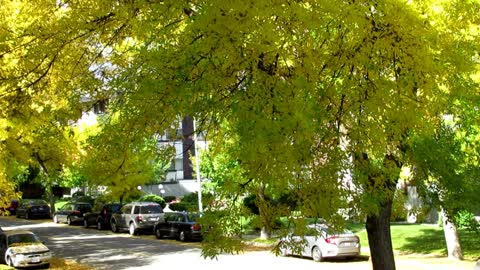 Tree Leafs Fall Around In Autumn