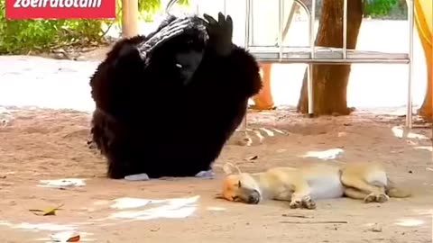 Gorilla prank with dog.