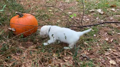 Cody Bear (black) and Thunder (royal blue) wandering about the pumpkins