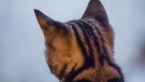 A perfect fit your guide to selecting the right cat breeds