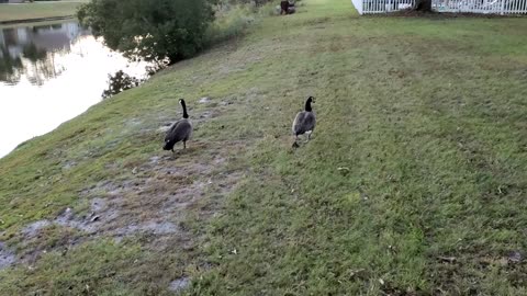 Canadian Geese overlooking the Calming Lake.