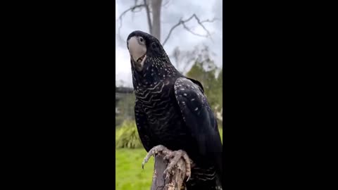 Funny and Cute Parrot Videos That Will Change Your Mood For Good