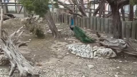 Peacock 🦚🦚🦚