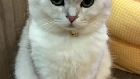 279_🤣 #cat #catsoftiktok #funnycat #funnycatsoftiktok #catslovers #foryou