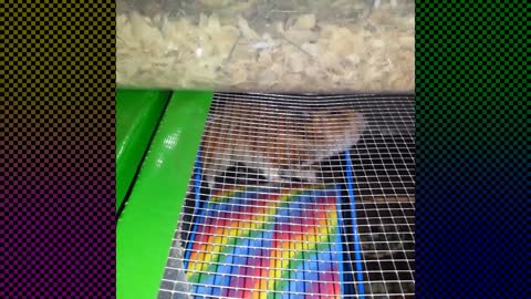 Adorable hamster has a new way of exercising!