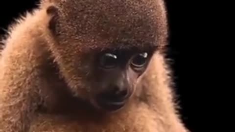 This beautiful creature is a woolly monkey, and there is only about 1000 of them