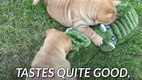 stories 04 shar peis play FB