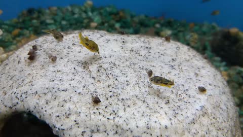 Freshwater Dwarf BB Pufferfish