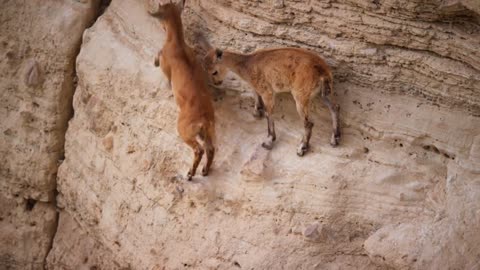 Baby ibex descends mountains to escape a fox | Planet Earth II: Mountains - BBC