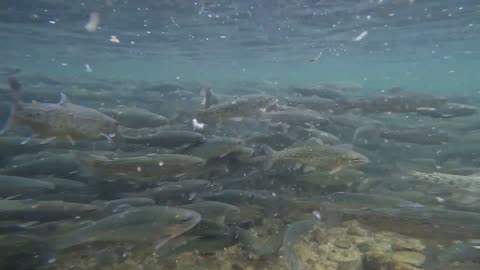 Fish Feeding Frenzy