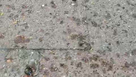 Belgium - Bees are dying everywhere on the street