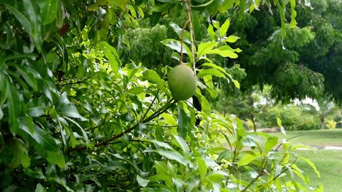 Mango Fruit on a Tree 2023