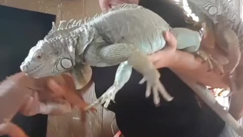 Holding Three Iguanas is No Easy Task