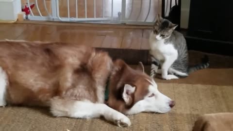 Cat bullies Husky!!