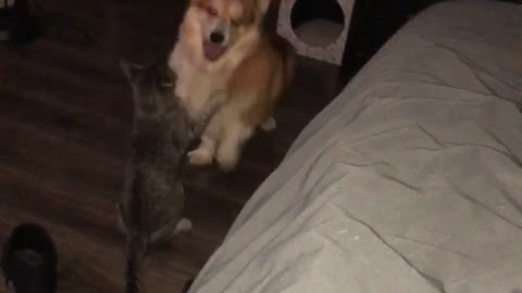 Corgi and Cat Playfully Tussle