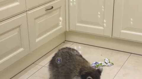 funny raccoon wants to blow some bubbles