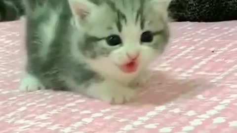 bayi kucing comel banget