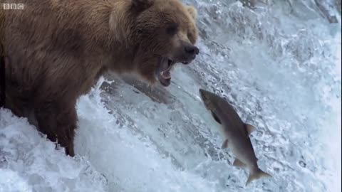 The Wolves Of Yellowstone