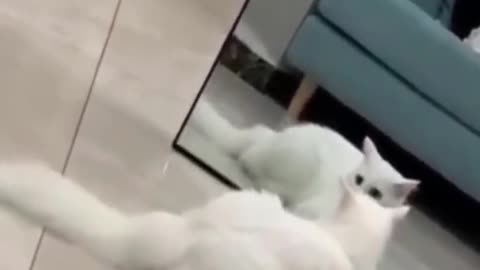 kitten finds itself in the mirror