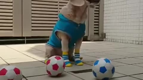 Best short funny dog videos