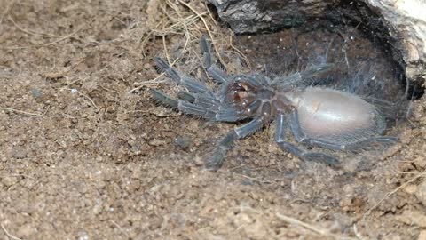 Pterinopelma Sazimai Tarantula Molting Time-Lapse