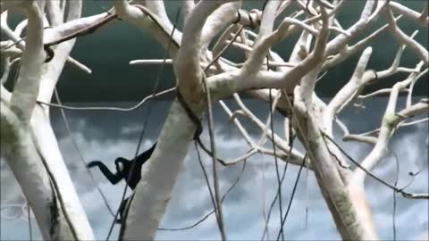 Cute Gibbons playing, climbing and taking care of the young ones