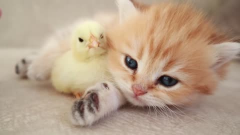 Cat and tinny chicken playing video compilation- 06