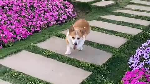 Little corgi, short legs, but super cute