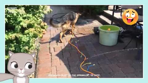 Paralyzed Puppy First Time Trying New Wheelchair