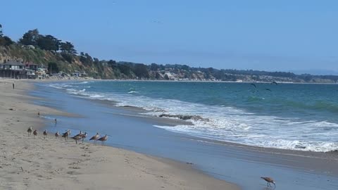 Birds Love The Beach