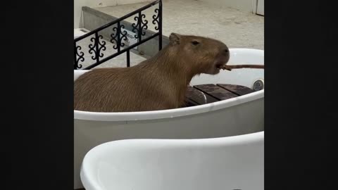 The Capybara's Hidden Talents Will Blow Your Mind!