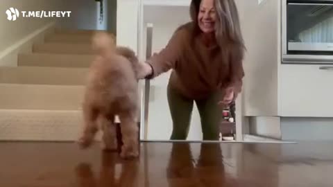 clever dog trying to scare housewife