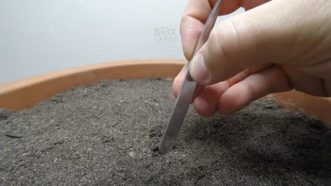 Growing KALE Time-Lapse