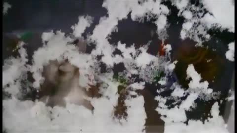 Gato intenta limpiar la nieve de la ventana de un modo muy gracioso