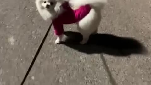 walking with dog owner