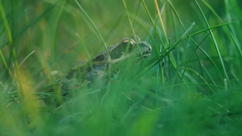 A closer look at the shy Black Spot Side fold Frog