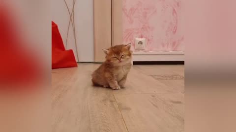 Baby Cats | Cute And Funny Cat Videos II