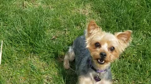 Westie and Yorkie Pup Fight Over Tennis Ball