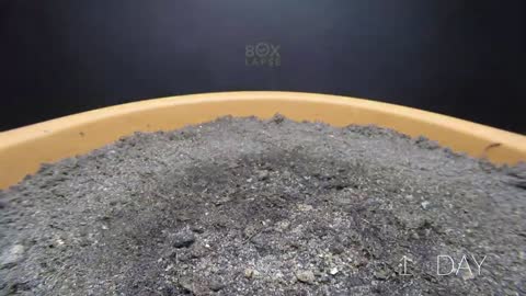 984 days in 8 minutes - Growing Plants Time-lapse Compilation