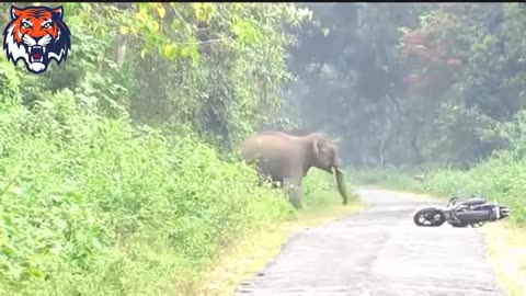 Elephant 🐘 attack on human full video in description #viralvideo #Elephant