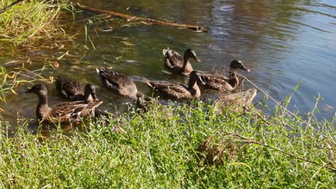 Mallard Ducks at the Pond