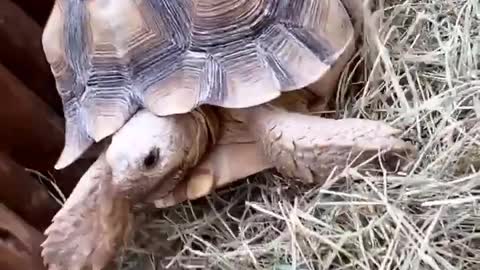 Fast cute turtle