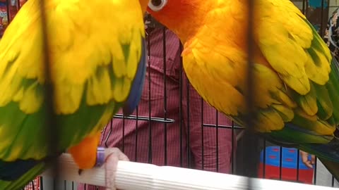 Beautiful Sunconure bird in Bangladesh