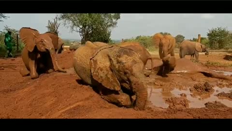 Baby Elephants mud bath