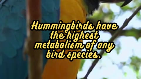 Animal Facts Hummingbirds #shorts