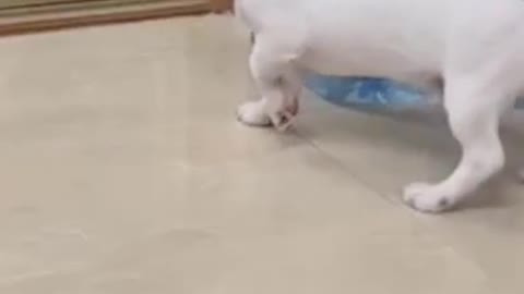 Cute Puppy Barks At Own Reflection