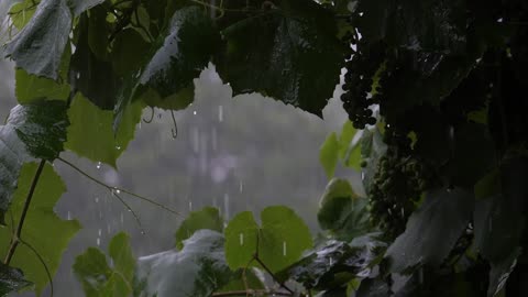 Rain Sounds/ASMR for sleeping and stress relief.