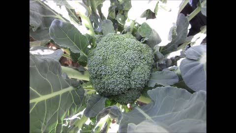 Floret of Broccoli Broccoli Floret Sept 2021