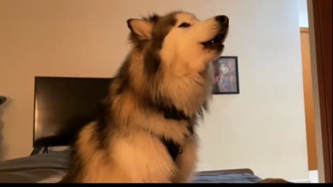 Husky howls louder each time squeaky toy makes noise