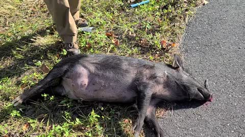 Wild boar hit by car on roadside in crystal river, Florida